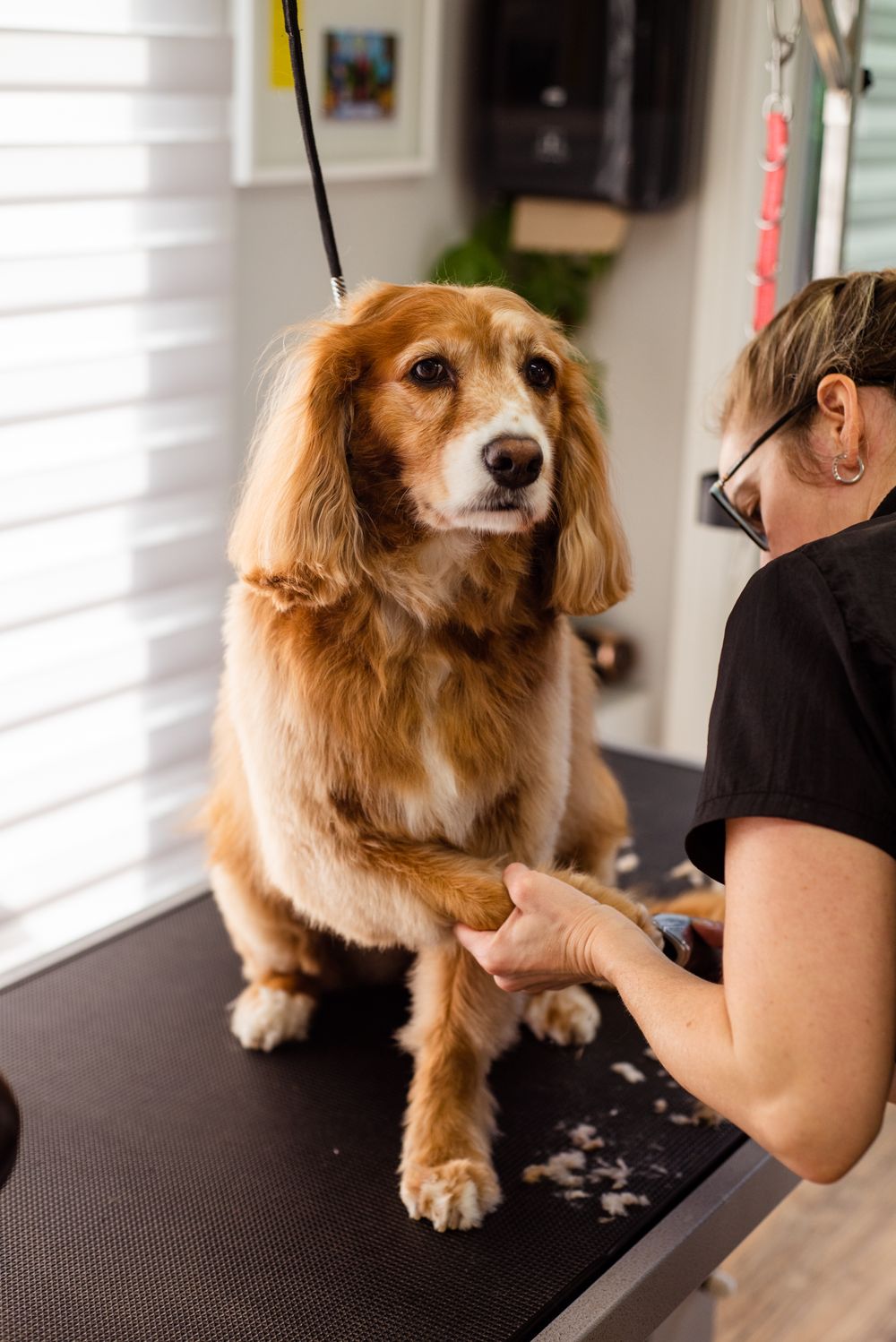 A golden cocker spaniel sitting calmly on the grooming table while its paws are tidied