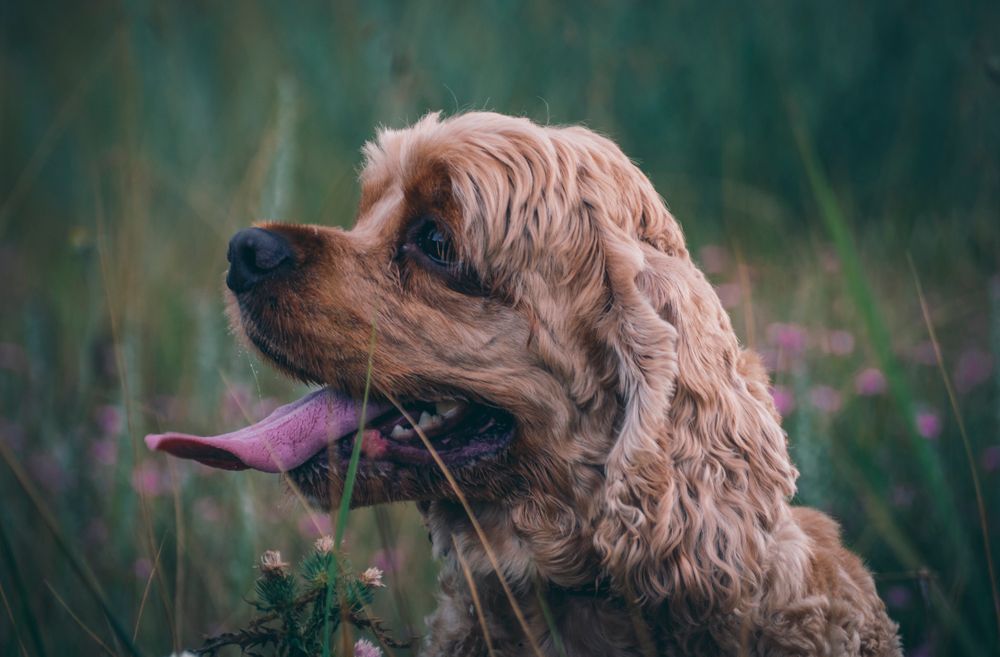 A cocker spaniel sitting happily in a sunny green field