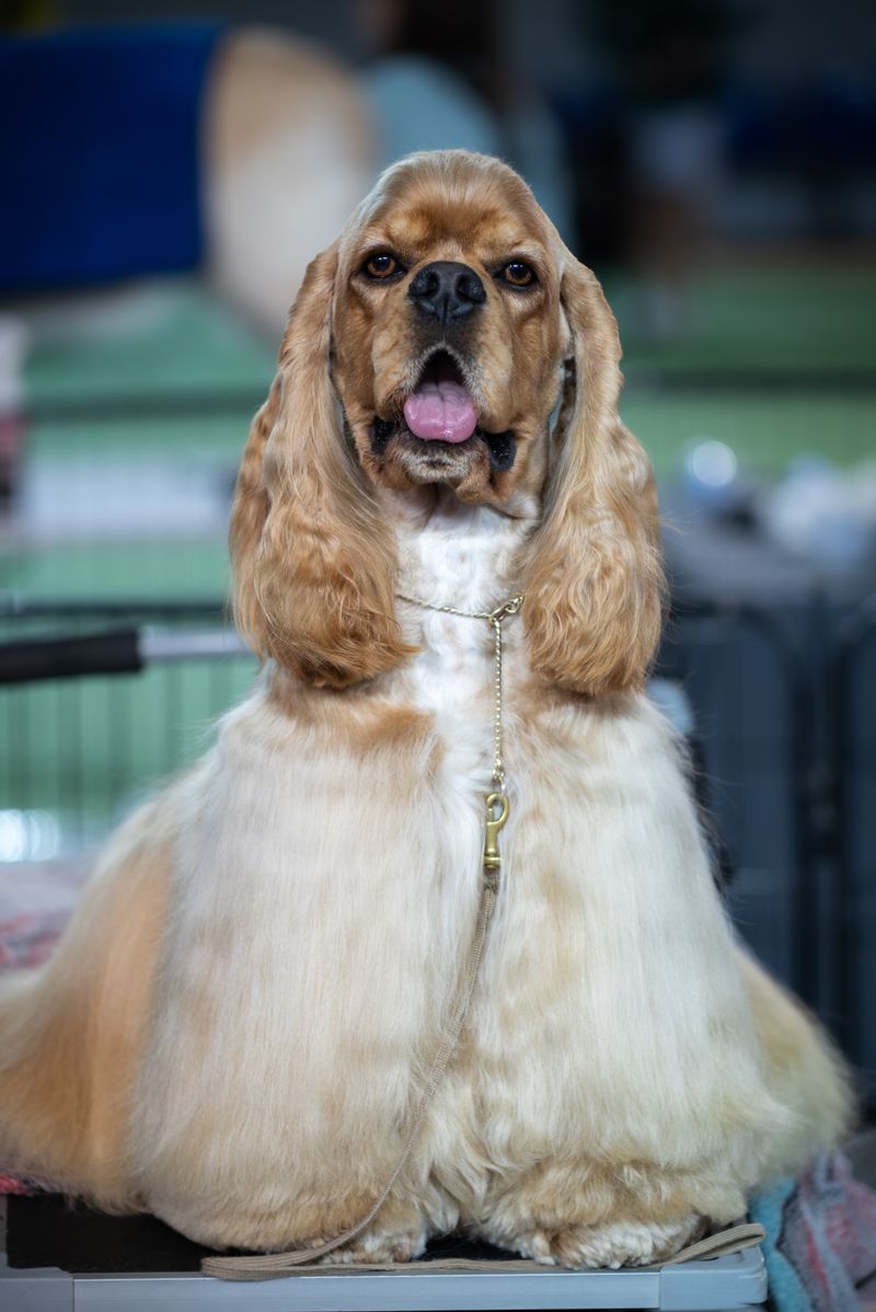 A cocker spaniel with a freshly scissored, silky coat