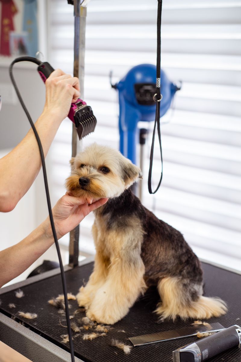 A terrier having its face tidied by a groomer