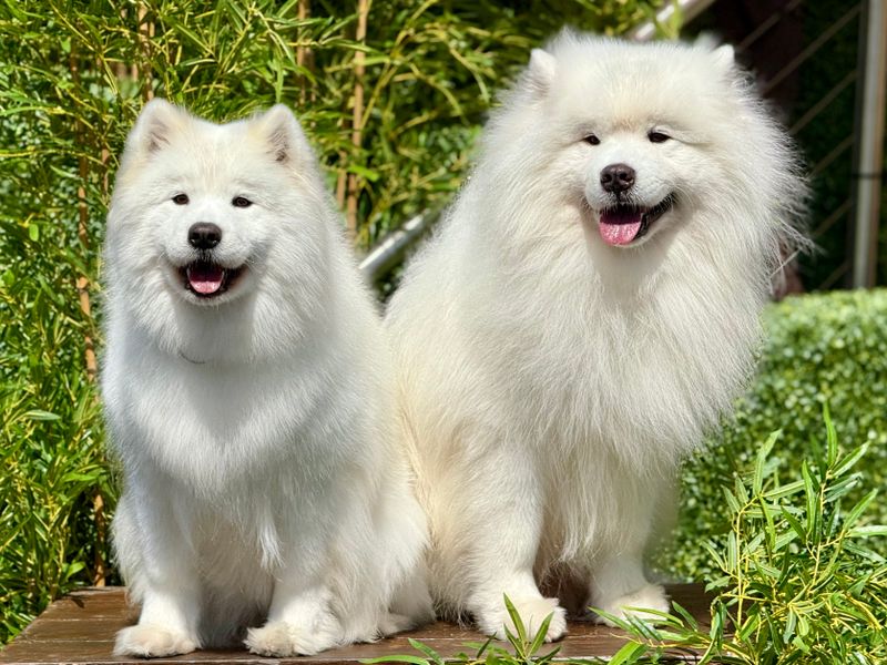 Two fluffy white Samoyed dogs sitting together in a garden