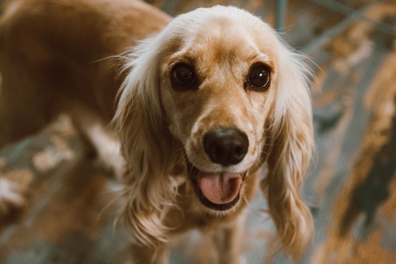 A happy golden cocker spaniel smiling at the camera after a groom