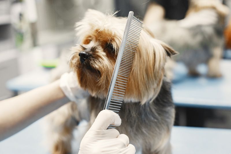 A Yorkshire terrier being combed through on the grooming table