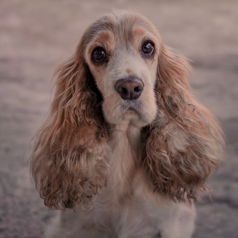 Close-up portrait of a spaniel with long, well-conditioned ears