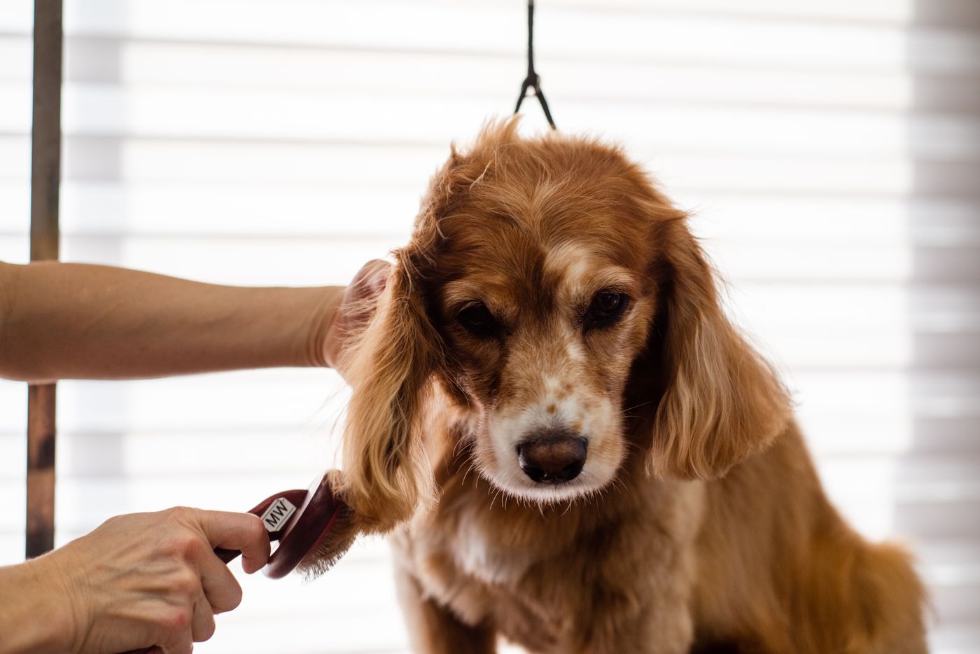 A cocker spaniel having its ear gently combed during a grooming appointment