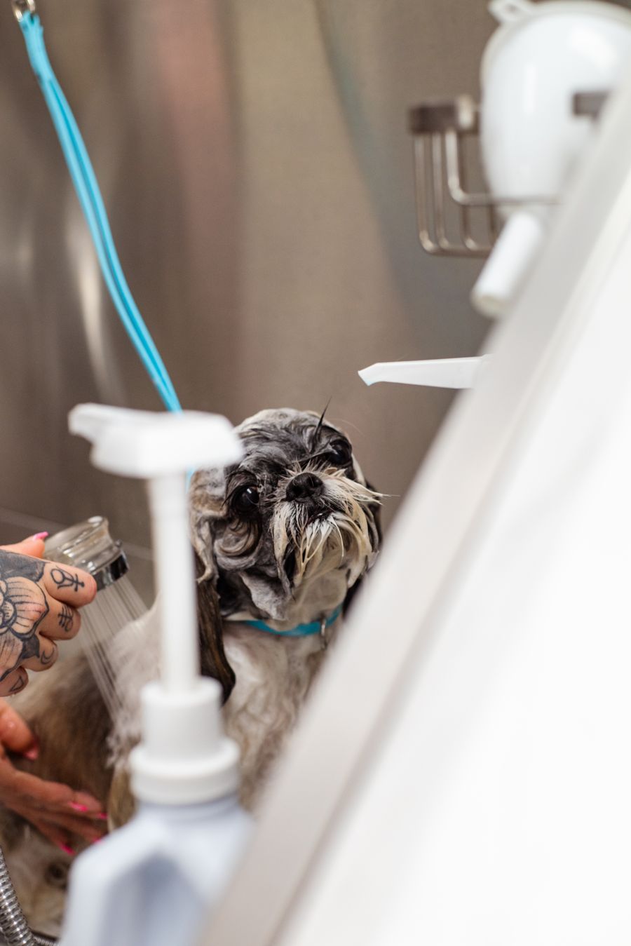 A small dog being rinsed with a warm shower during a bath