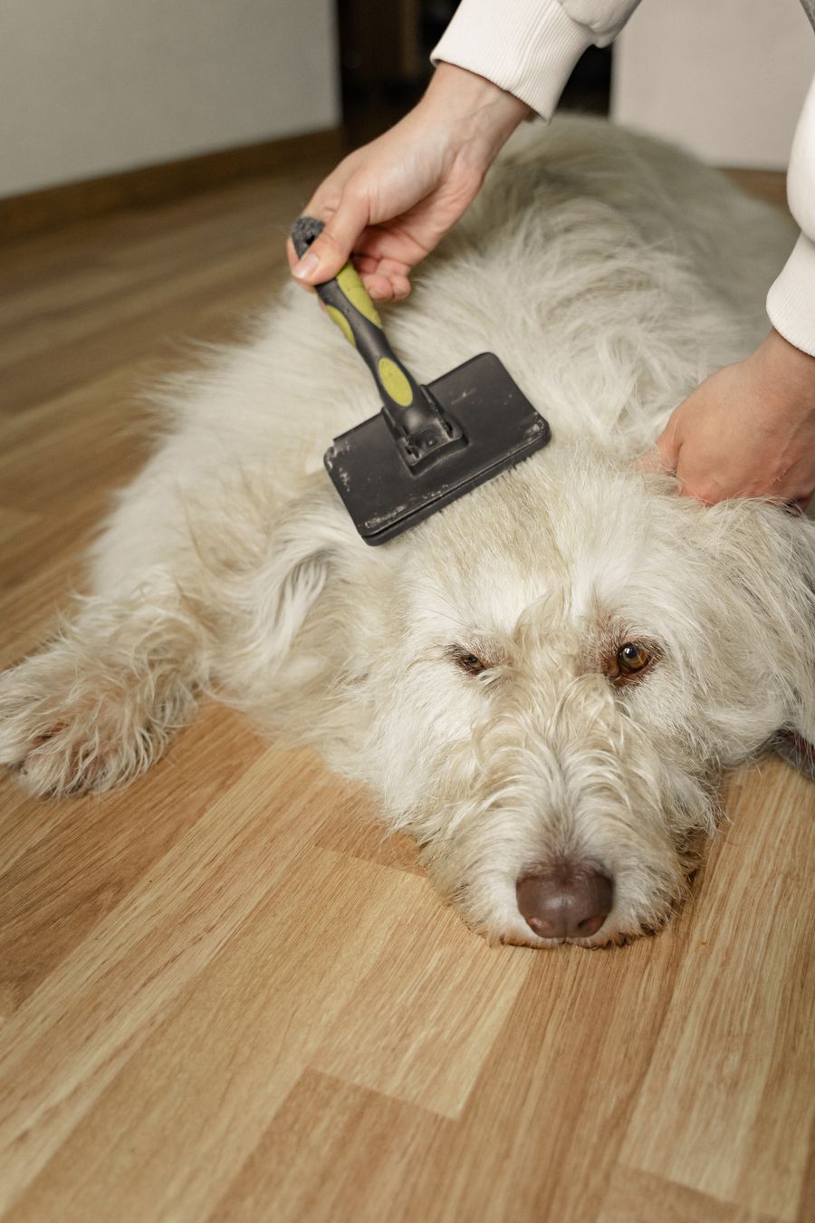 A fluffy white dog being brushed out with a slicker brush