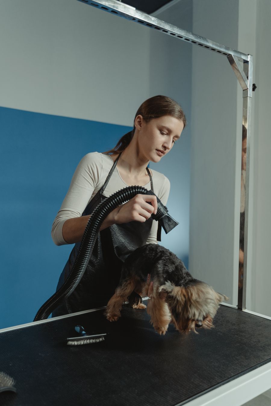 A groomer blow-drying a freshly bathed dog on the grooming table