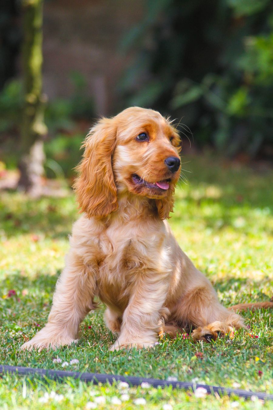 A young golden cocker spaniel puppy sitting on the grass