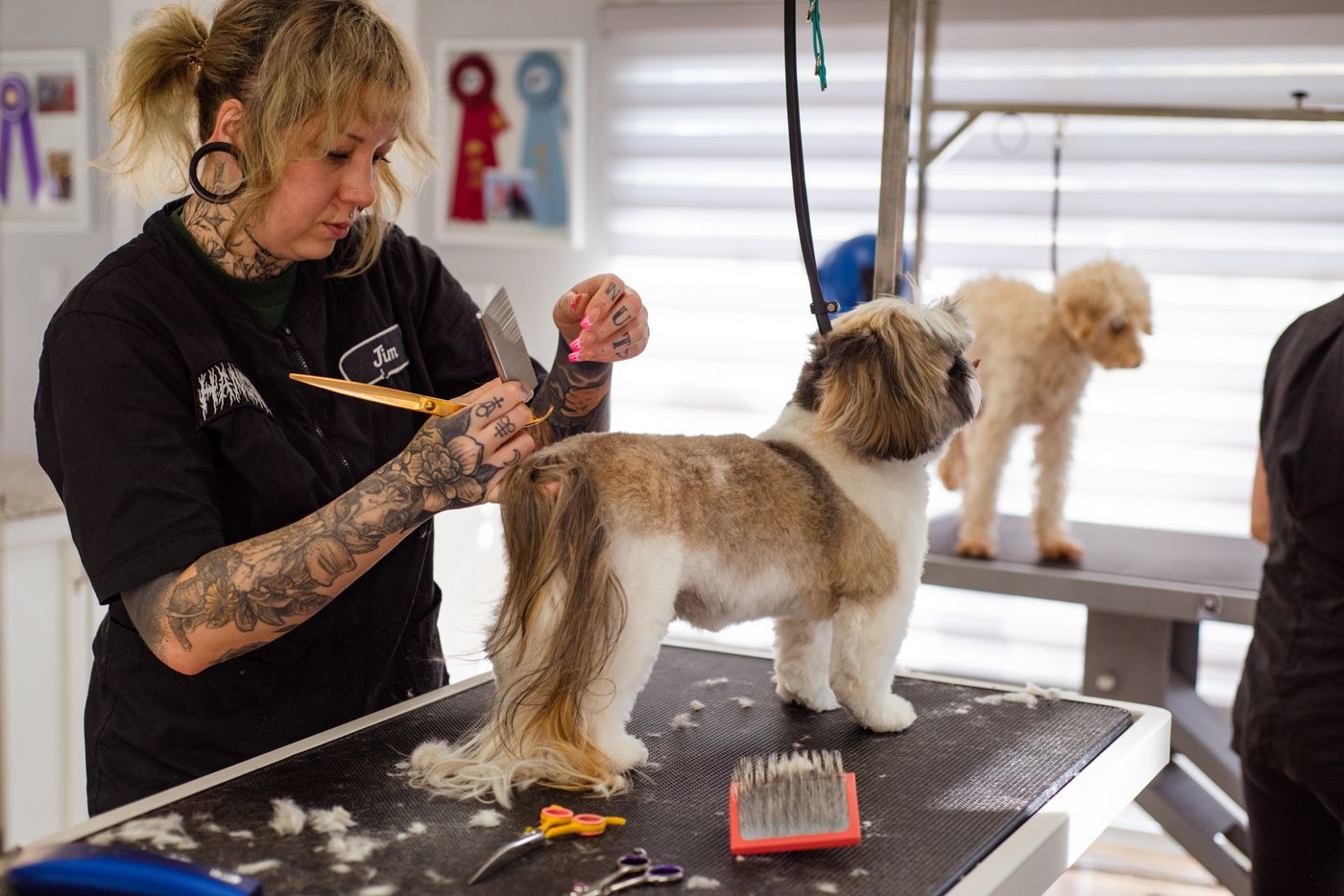 A groomer scissoring a shih tzu on the table while a second dog waits calmly nearby